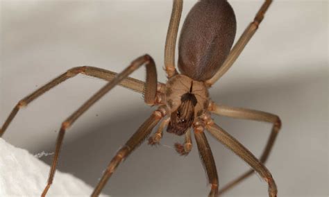 Brown Recluse Spiders in Arkansas: Where They Live, What They Eat, How ...