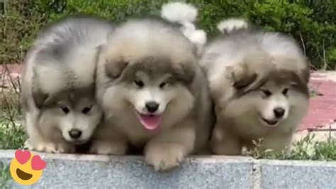 Baby Alaskan Malamute Puppies Running😍Funny And Cute Puppies ...