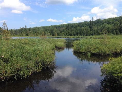 What Are Three Important Things Wetlands Can Do - Fernanda-has-Salazar