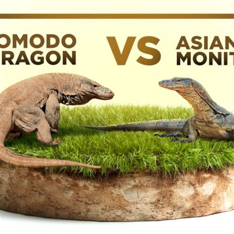 Komodo Dragon Size Comparison