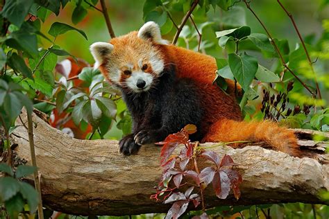 Red Panda Habitat Loss