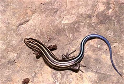 Five-lined Skink - Daviess County Audubon Society