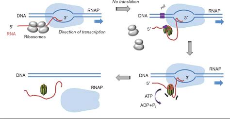 Figure 1 from Transcription termination factor Rho: a hub linking ...