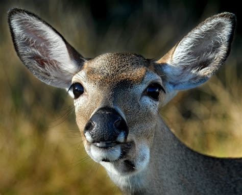 Make Memories on a Florida Keys Wildlife Adventure