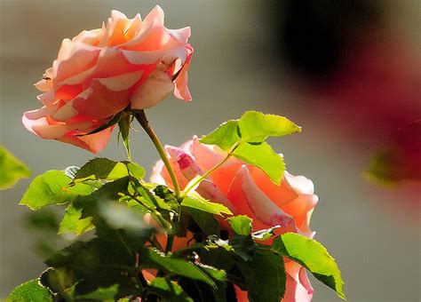 Ethiopian rose, Addis Ababa, 05Jan10 | Flickr - Photo Sharing!