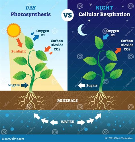 Cellular Respiration In Plants Diagram