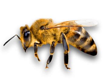 Bee PNG transparent image download, size: 360x274px