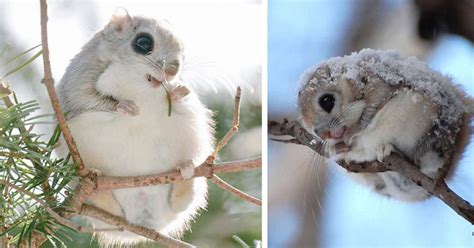 Japanese And Siberian Flying Squirrels Are Probably The Cutest Animals ...