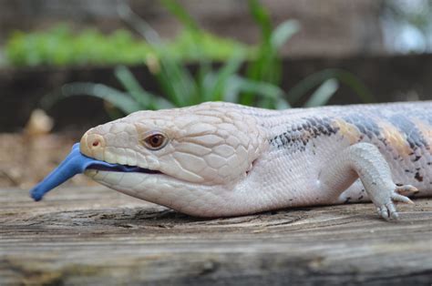 Northern Blue-tongued Skink - Halls Gap Zoo - Grampians