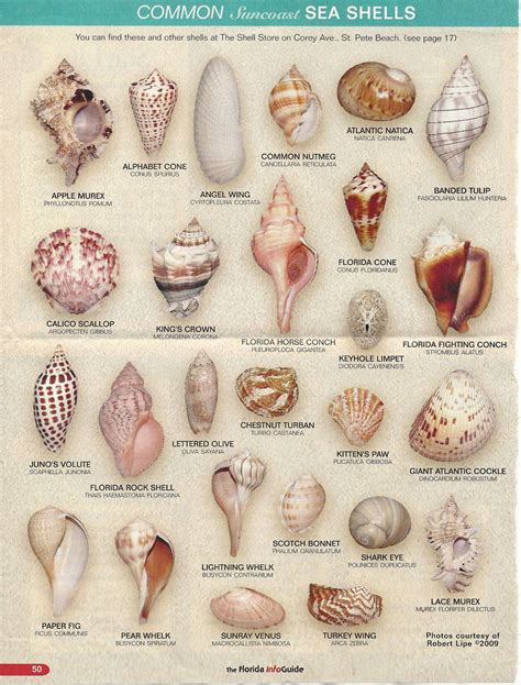 SEASHELL-FIND YOURS | Sea shells diy, Shells and sand, Sea shells