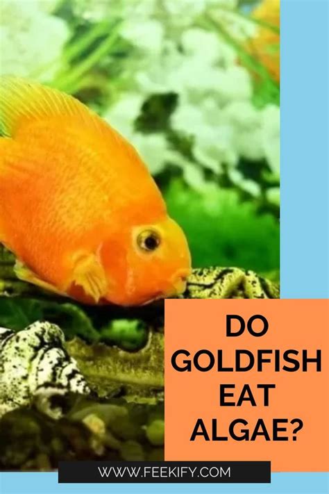 Do GoldFish Eat Algae? in 2022 | Goldfish, Goldfish tank, Fish care