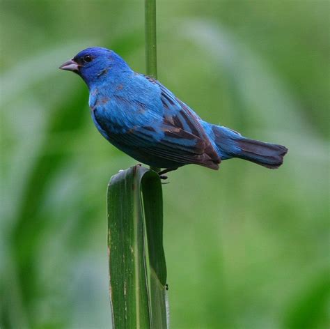 indigo bunting male by Linda Alley | Indigo, Birds, Bird