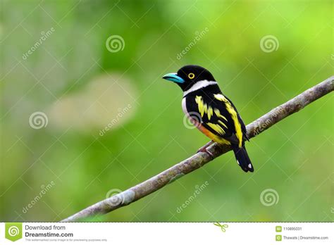 Black-and-Yellow Broadbill Bird Stock Image - Image of female, perched ...