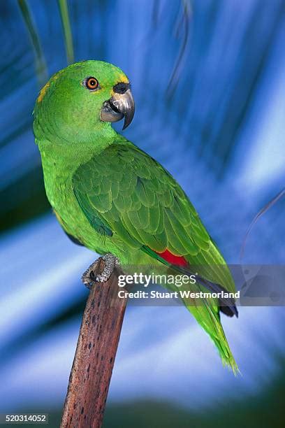 79 Red Lored Amazon Parrot Stock Photos, High-Res Pictures, and Images ...