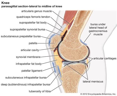 Hinge joint | anatomy | Britannica