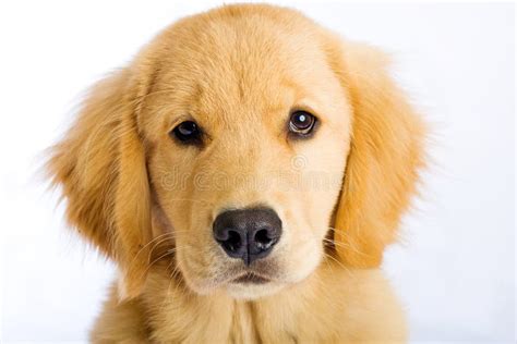 Cute puppy face stock photo. Image of begging, eyes, canine - 20917044