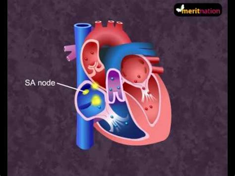 Cardiac Cycle Animation