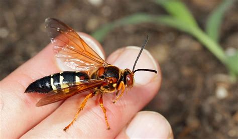 Cicada Killer Wasps - Facts, Nest & Habitat Information