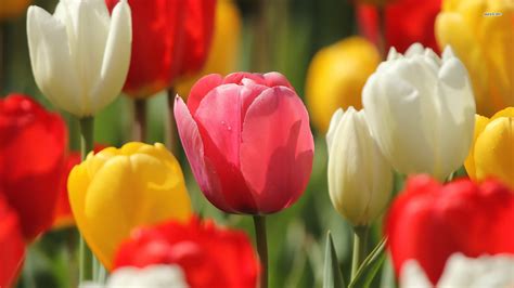 Free Tulip Wallpapers for Desktop - WallpaperSafari