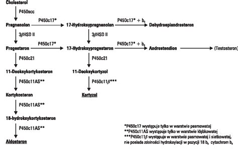 Figure 1 from [Molecular basics of aldosterone and cortisol synthesis ...