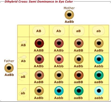 Eye Color Chart Genetics