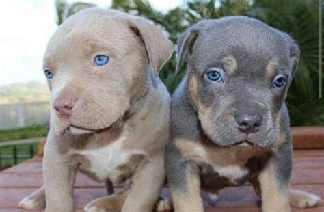 What is a Blue Fawn Pitbull? (Blue Fawn Bully Guide) - My Dogs Info