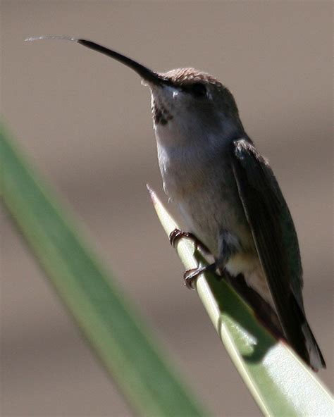 Costa’s Hummingbird COHU – HollandWest