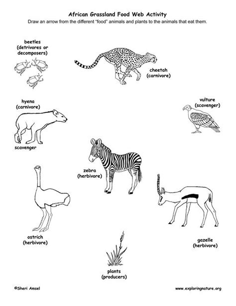 Learn about Food Webs and African Grasslands from Exploringnature.org ...