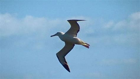 How Can an Albatross Fly So Far? | Britannica