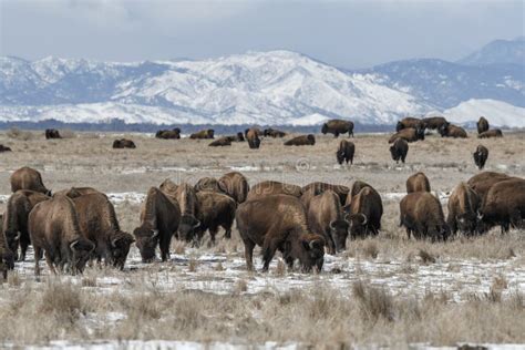 American Bison Grazing on the Prairie in Winter Stock Photo - Image of ...