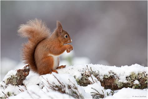 Dave Bartlett Bird Photography: Red squirrel in the snow