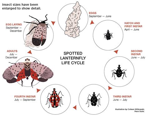 Spotted Lanternfly Biology - Integrated Pest Management