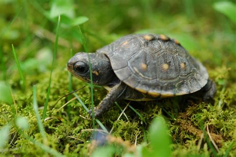 Southern Painted Turtle: Facts and Care Guide - TurtleHolic