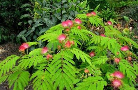 Flowers - Congo Basin Rainforest