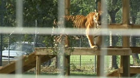 Big Cat Rescue taking in five tigers on Thursday; part of largest big ...