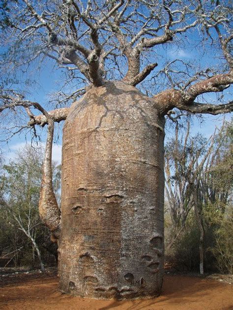 Baobab | Description, Species, Distribution, & Importance | Britannica