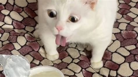 Cat Gags Smelling Sour Cream - YouTube