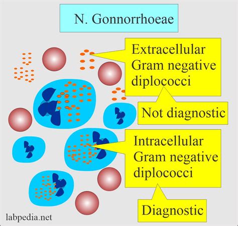 Neisseria Gram Stain Morphology