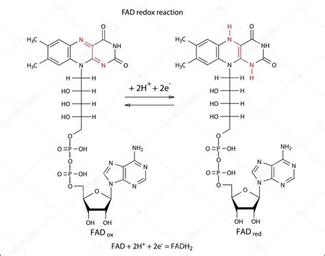 Illustration of FAD redox reaction with chemical formulas — Stock ...