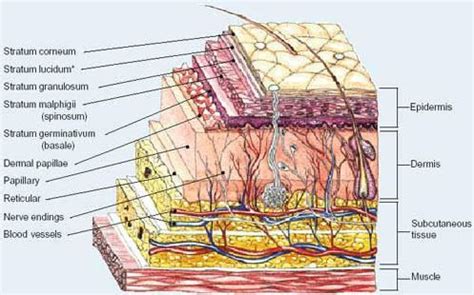 Skin Layers | Skin anatomy, Skin structure, Esthetics