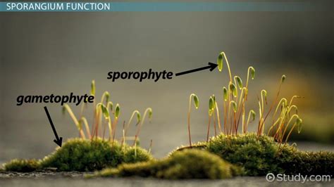 Sporangium & Sporangiospores | Definition & Function - Lesson | Study.com