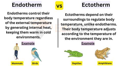 Differences Between Endotherm And Ectotherm