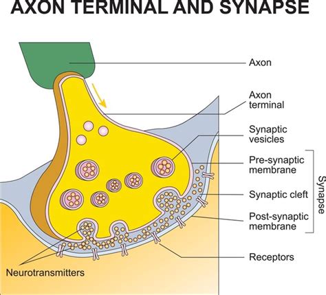 675 Axon Terminal Synapse Images, Stock Photos, 3D objects, & Vectors ...