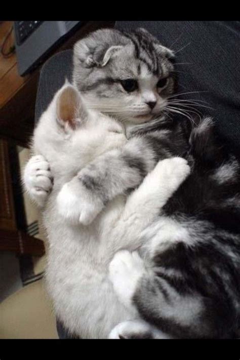 41 best cute cuddling animals images on Pinterest | Adorable animals ...