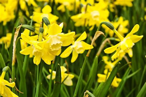 Premium Photo | Beautiful yellow daffodils