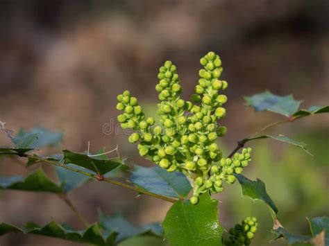 Common Holly during Spring with Ripe Red Berries, Nature Background ...