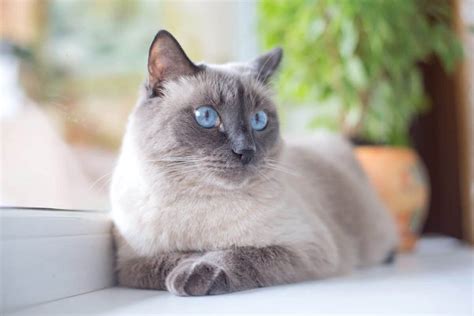 Blue Point Siamese Cat: Facts, Traits & More (With Pictures)