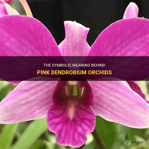 The Symbolic Meaning Behind Pink Dendrobium Orchids | ShunCy