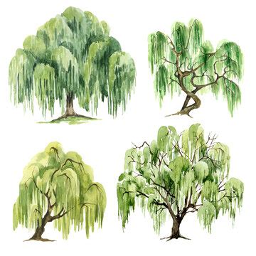 "Willow Tree" Images – Browse 24,626 Stock Photos, Vectors, and Video ...