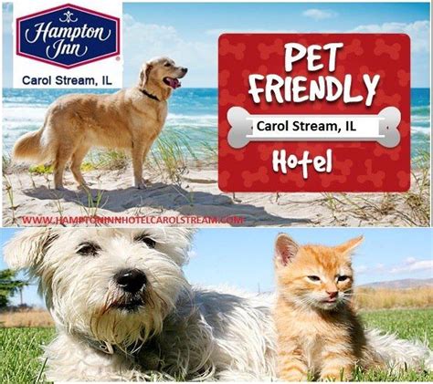 Discover A Pet Friendly Hotel in Carol Stream, IL - Hampton Inn | Pet ...